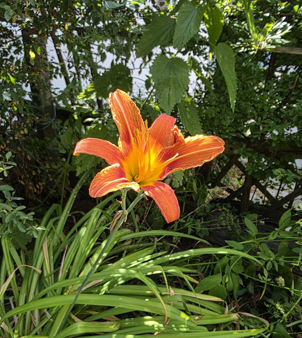 Orange bl&uuml;hende Lilie im Garten