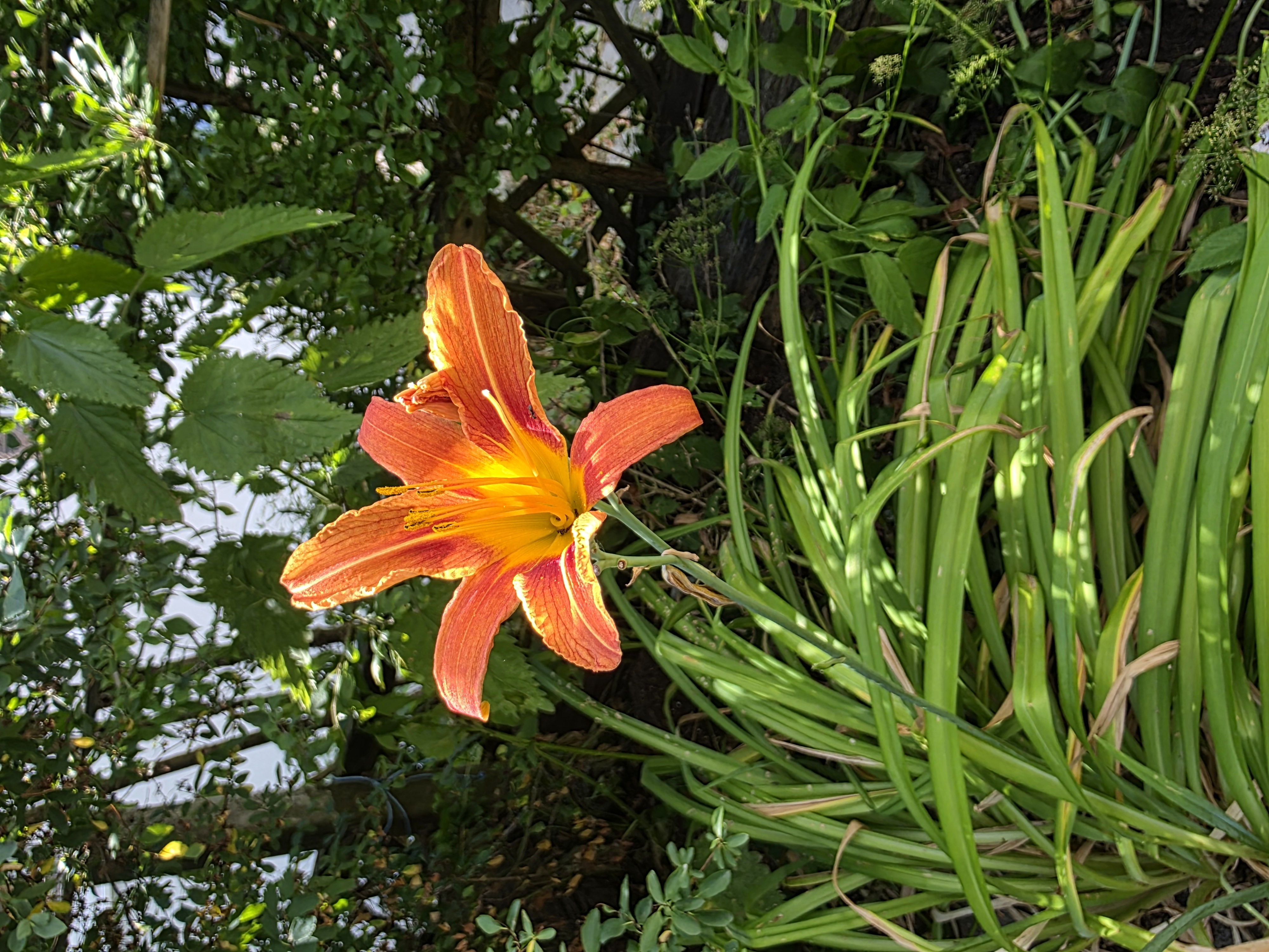 Orange bl&uuml;hende Lilie im Garten