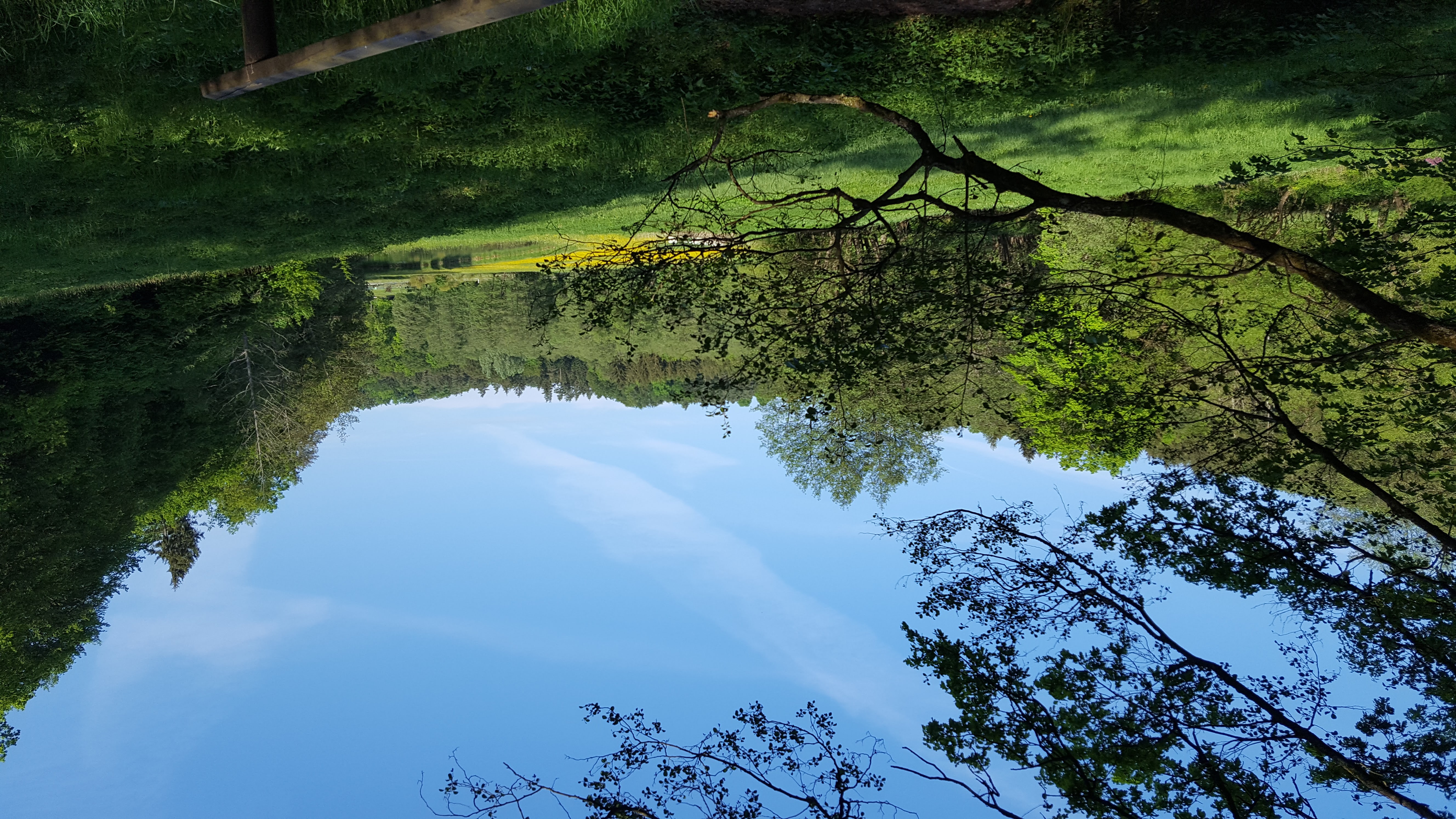 Weiher im Wald, umgeben von gr&uuml;nen B&auml;umen an einem sonnigen Tag